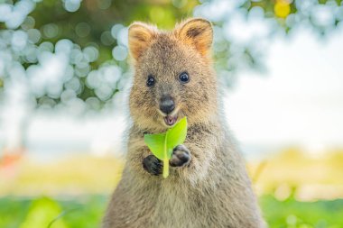 Quokka, mutlu hayvan yemeğini yiyor ve gülümsüyor, Rottnest Adası, Batı Avustralya
