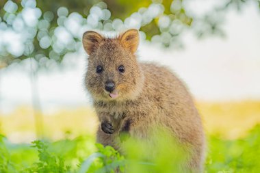 En mutlu hayvan, quokka küstahça gülümsüyor ve dilini, Rottnest Adası, Batı Avustralya 'ya sokuyor.