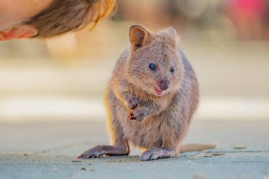 Bebek bir Quokka, mutlu bir hayvan selfie çeken bir adamın yanında oturuyor, Rottnest Adası, Batı Avustralya