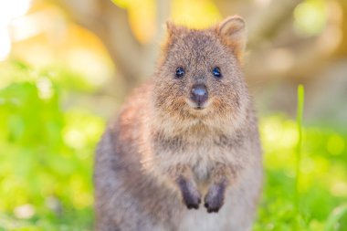 En mutlu hayvan, Quokka gülümsüyor ve memleketi Rottnest Adası, Batı Avustralya 'ya hoş geldin diyor.