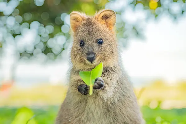 stock image Quokka, happy animal is smiling with a leaf in her hands, Rottnest island, Western Australia