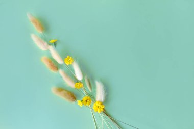 Spring flower. Nice lagurus on blue background.