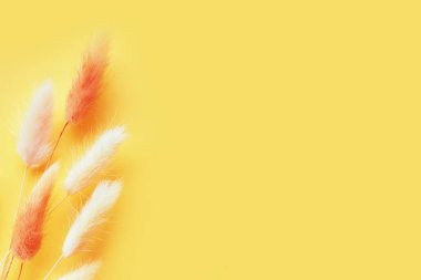 Nice lagurus on yellow light spring background.