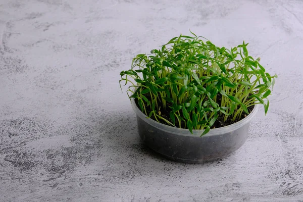 fresh microgreen seeds of paper on light concrete background. Growing plants at home