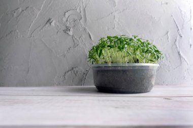 Beyaz ahşap arka planda taze mikroçim filizleri ve tohumlar. Boşluğu kopyala