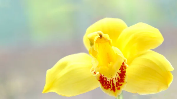 Φυσική Ορχιδέα Closeup Κίτρινο Φόντο Ευχετήρια Κάρτα — Φωτογραφία Αρχείου