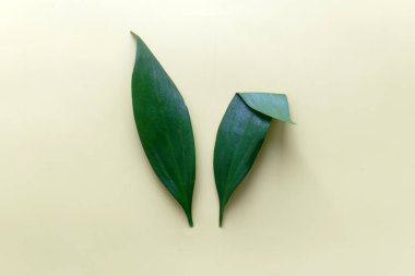 Beyaz Arkaplanda Tavşan Kulak. Yaratıcı tebrik kartı. Minimalizm.