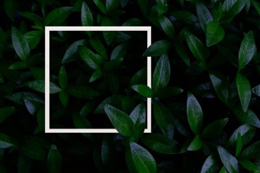 Beyaz kare çerçeveli yeşil yapraklar. Doğal arka plan ve duvar kağıdı. Yaratıcı yerleşim