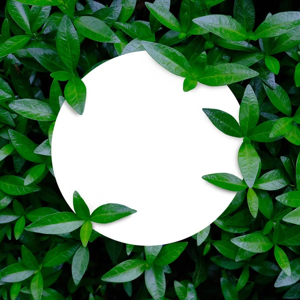 Green leaves texture with white round template podium mockup. Natural background and wallpaper
