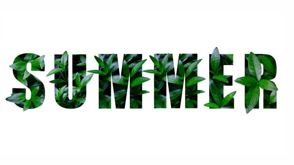 Κείμενο Καλοκαίρι Κατασκευασμένο Από Πράσινα Φύλλα Υφή — Φωτογραφία Αρχείου