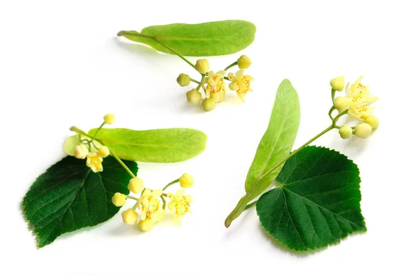 Linden Blossom Set White Background Top View — Stock Photo, Image