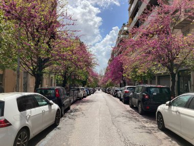 Park etmiş arabaları ve çiçek açan ağaçları olan Roma caddesi.