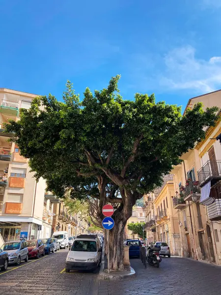 Vecchio Albero Verde Cefalu Street Circondato Auto Parcheggiate Sfondo Cielo — Foto Stock