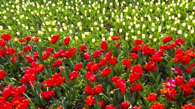 Botanik bahçesinde kırmızı ve beyaz çiçek açan laleler.