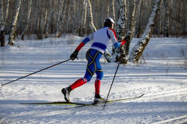 Kros kayağında huş ormanında kayakçı.