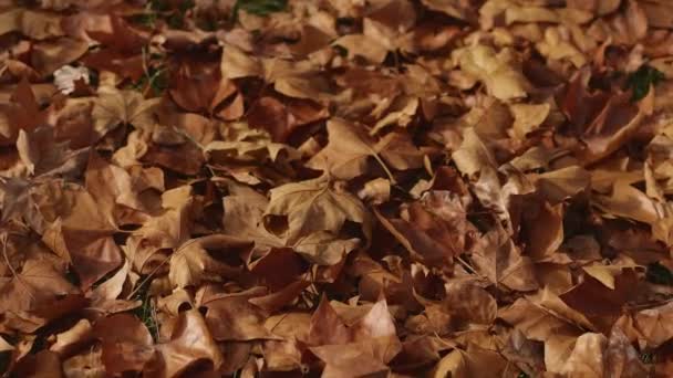 Düşen Sarı Bir Yaprağın Üzerinde Yürüyen Kusan Erkek Ayaklarının Yakın — Stok video