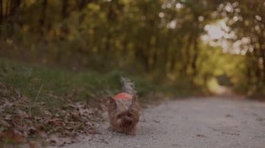 Güz parkı ormanlarında yolda tek başına koşan, küçük Yorkshire teriyer köpeği, köpek yürüyüşü, ön manzara. Yüksek kalite 4k görüntü