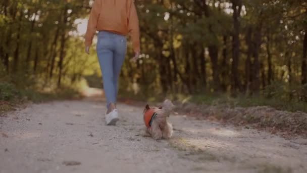 Камера Слідує Повільному Рухомому Вигляду Ніг Жінки Йде Собакою Осінньому — стокове відео