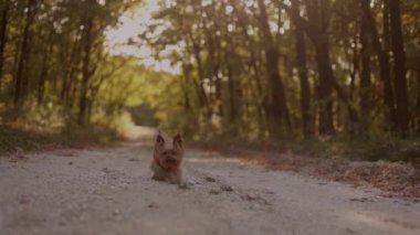 slow motion, a young woman and her dog walk along a forest path that offers a scenic view of trees changing colors. Fit girl takes her miniature Yorkshire terrier for a walk in the autumn park. High