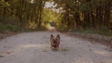  Close up slow motion small yorkshire terrier dog in clothes running alone on the road in the autumn forest of the park, dog walking, front view. High quality 4k footage