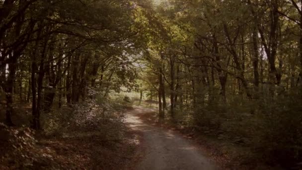 Belle Lumière Soleil Couchant Dans Forêt Feuillus Ensoleillée Automne Rayons — Video