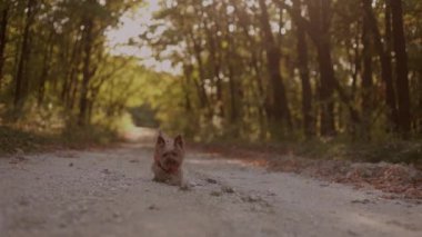 Ağır çekimde, genç bir kadın ve köpeği ağaçların renk değiştirdiği manzaralı bir orman yolunda yürür. Formda kız minyatür Yorkshire teriyerini sonbahar parkında yürüyüşe çıkarıyor.