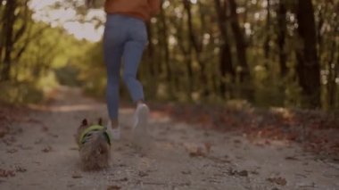 Geriye bakış: sevimli köpeği Yorkshire Teriyeri ile koşan sevimli genç kız Sonbahar ormanlarında sıcak ve güneşli bir günde, yavaş çekimde