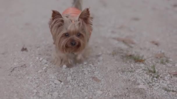 Close Slow Motion Small Yorkshire Terrier Dog Clothes Running Alone — Αρχείο Βίντεο