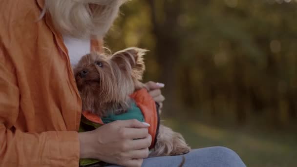 Close Slow Motion Portrait Small Yorkshire Terrier Dog Clothes Woman — стоковое видео