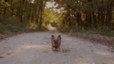 Yavaş çekimde küçük Yorkshire teriyer köpeği parkın sonbahar ormanında yolda tek başına koşuyor, köpek gezdiriyor, önden bakıyor.