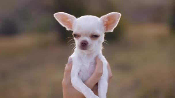 Close Portret Drżącego Białego Cute Chihuahua Pies Jest Przetrzymywany Przez — Wideo stockowe