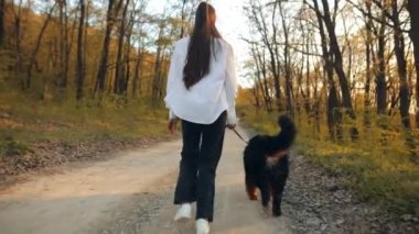 Bernese Dağ Köpeği (Bernese Dağ Köpeği) Kamera, ormanda tasmalı büyük bir köpekle dolaşan bir kızı takip ediyor.