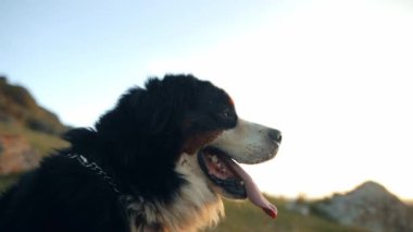 Bernese Dağ Köpeği (Bernese Dağ Köpeği) çimlerin üzerinde oturuyor. Dışarıda yürürken yana bakan güzel bir köpeğin portresi.