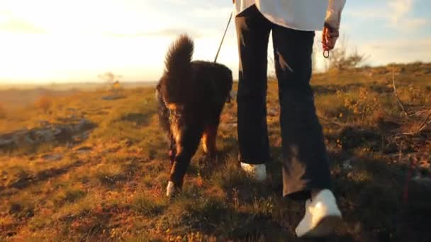 Бернский Горный Дог Bernese Mountain Dog Закрыть Женские Ноги Выгуливая — стоковое видео