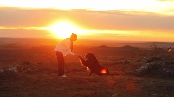 贝奈斯山犬 贝奈斯山犬 迷人的少女教练和她聪明的宠物在公园里玩日落游戏 慢动作 — 图库视频影像