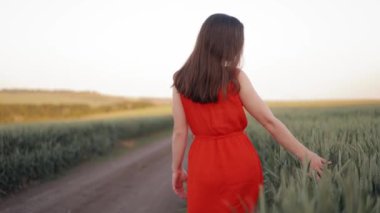 Yeşil buğday tarlasında yürüyen kaygısız bir kız. Kırmızı elbiseli mutlu kadın yürürken ve mısır gevreğinin saplarına dokunurken kameraya dönüyor.