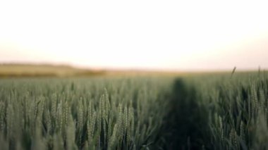 Yiyecek yetiştir. Buğday yetiştirme, çiftçi tarlası. Yazın gün batımında bir tarlada olgunlaşan yeşil buğday başakları. Tarım işi. Büyük bir buğday hasadı. Ekolojik olarak temiz buğday taneleri