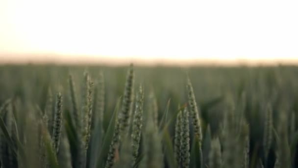 Zelené Pšeničné Pole Mírném Větru Kymácely Pšeničné Uši Nezralá Zrnka — Stock video