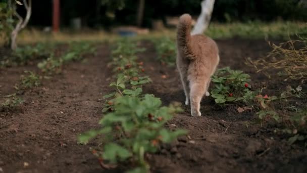 カメラは 庭の新鮮な緑の草の背景をこっそり歩くアロエントな国内ショートヘア面白い灰色のイギリスの猫に続きます 子猫は夏の日に裏庭の庭で屋外を散歩する — ストック動画