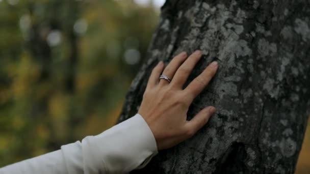 在秋天的森林或公园里摸一棵树 紧紧抓住一个年轻女子的手 享受大自然 — 图库视频影像