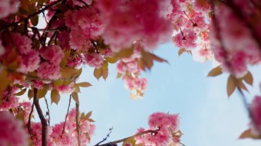 Aşağıdan Kiraz Çiçeği Şubesinin Dönen Görünümü Pembe Sakura Çiçeklerinin Açık Mavi Gökyüzü Rüyalı Doğaya Karşı Çekimi