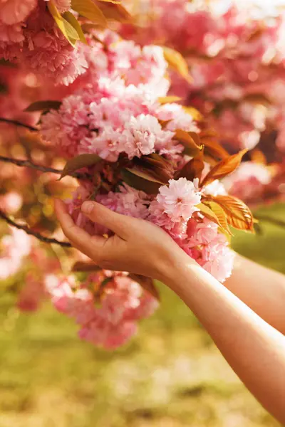Dikey çekimde kadın eli hafifçe çiçek açan kiraz ağacına dokunuyor, narin ve romantik bahar ayrıntıları, sakura çiçeklerinin doğal güzelliği.