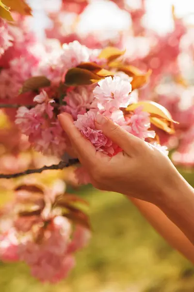 Bir kadının elinin dikey yakın çekimi çiçek açan bir sakura dalını okşuyor yumuşak çiçekli hassas bahar anı, kadınlığın, güzelliğin ve zarafetin sembolü..