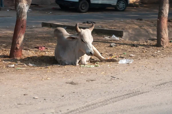 A white cow is resting on the side of the road surrounded by garbage.