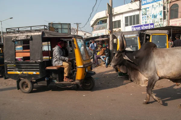 Gandhidham, Gujarat, India - 12 02 2022: Rikisha or tuk-tuk parked on the street and waiting for the passengers. The cow is walking along the road.