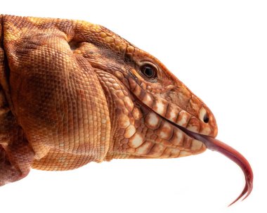 Kertenkele, iguana, sürüngen, yakın çekim görünümü