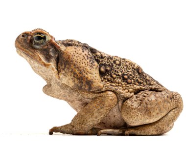 a closeup shot of a brown toad looking for a camera isolated on a white background clipart