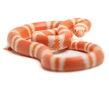 Beyaz arka plan üzerinde izole kırmızı yılan