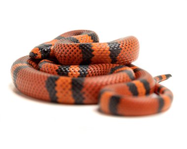 Yılan beyaz arkaplanda izole edildi