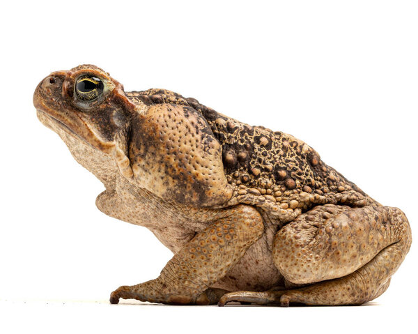 a closeup shot of a brown toad looking for a camera isolated on a white background